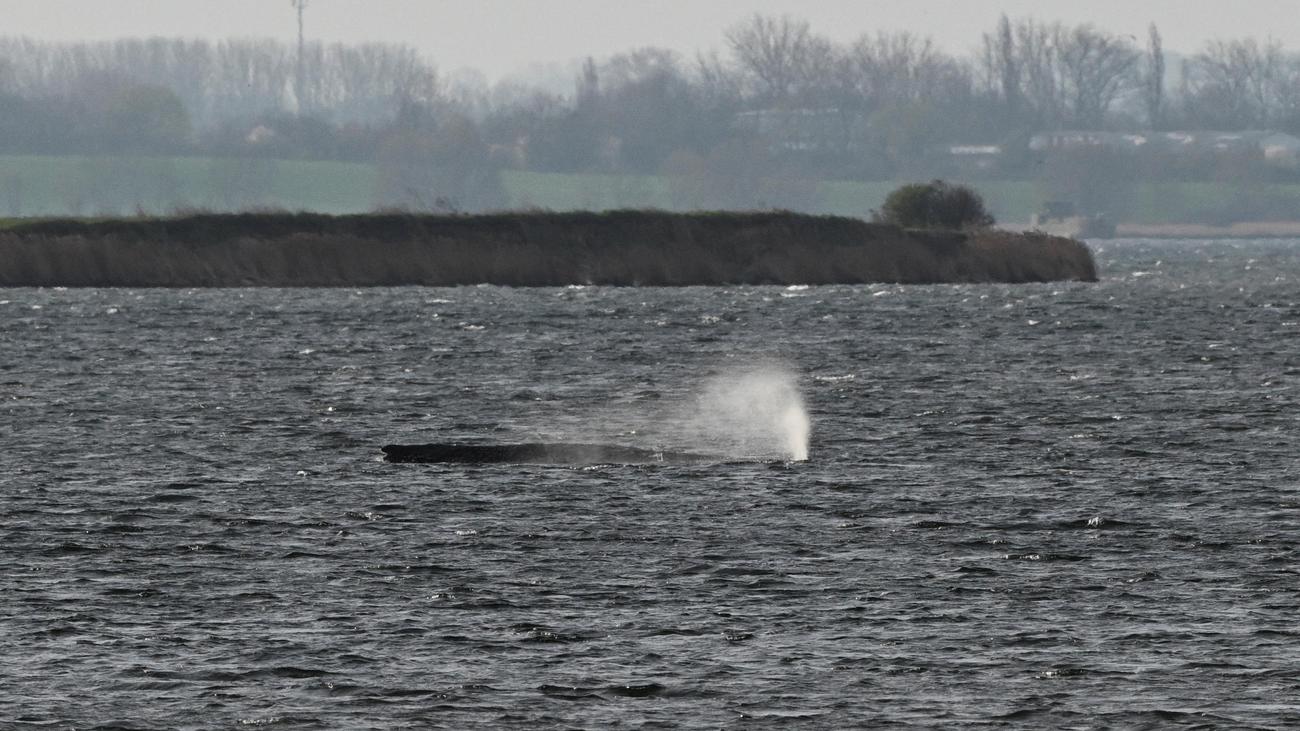 Baltic Sea Humpback: Why Rescue Efforts Were Stopped