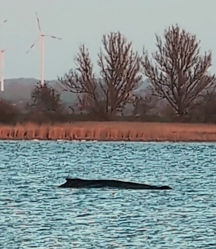 Humpback Whale Stranded in Baltic Sea: A Fight for Survival